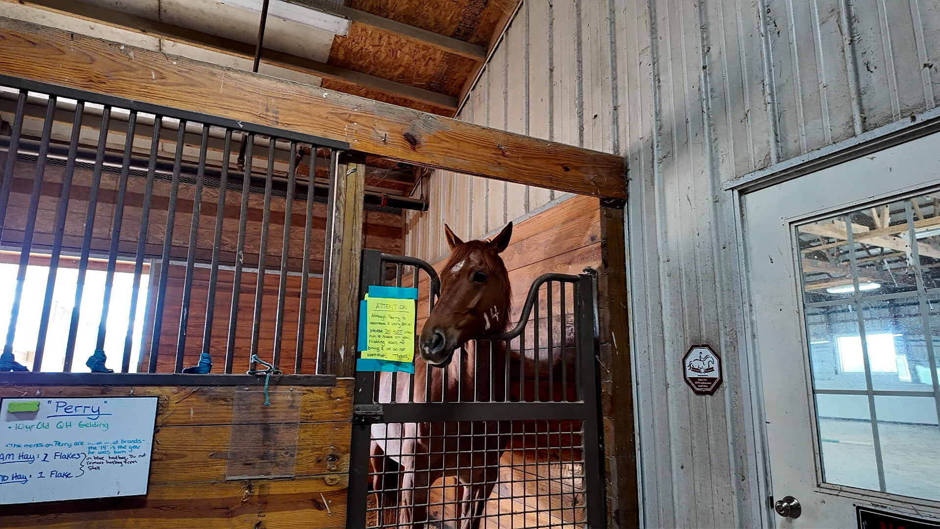 Perry, a horse at Southern Delaware Therapeutic Riding in Milton.